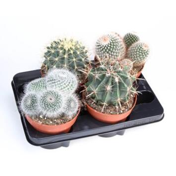 image CACTUS VARIES