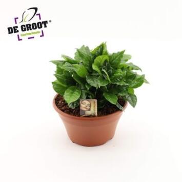 image COFFEA ARABICA COUPE