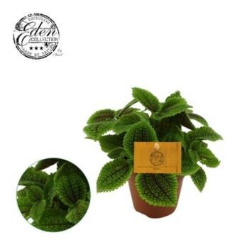 image PILEA MOON VALLEY