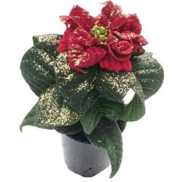 image POINSETTIA MINI ROUGE PAILLETTE DOREE