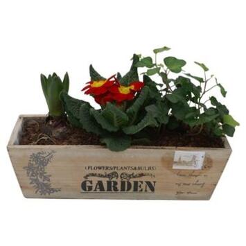 image COMPOS PLANTES