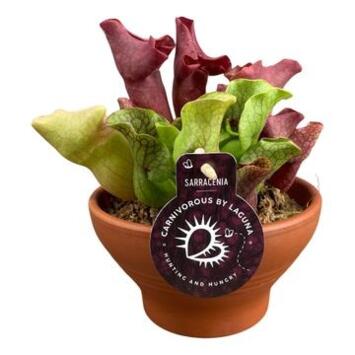 image SARRACENIA COUPE TERRE