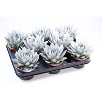 image ECHEVERIA TEINTE BLANC PAILLETTE