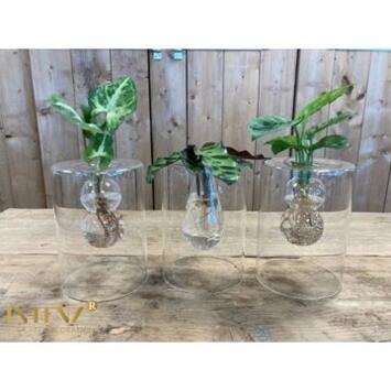 image PLANTES VERTES RN VASE