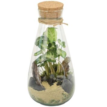 image TERRARIUM DINAN 20