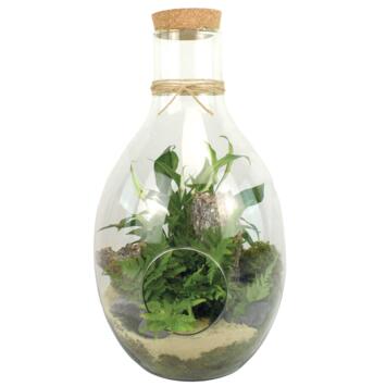 image TERRARIUM BROCELIANDE 20