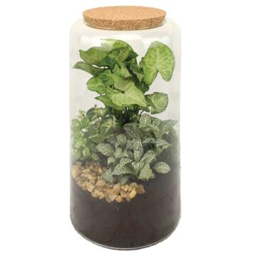 image TERRARIUM CLEMMYS 20