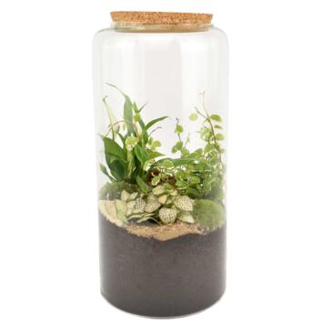 image TERRARIUM CLEMMYS 20