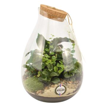 image TERRARIUM LUTH 20