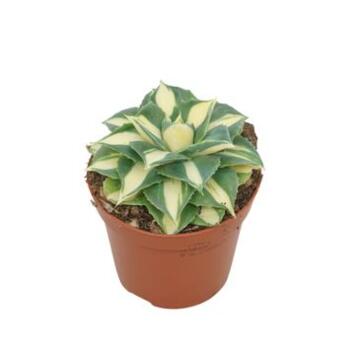 image AGAVE GOLD