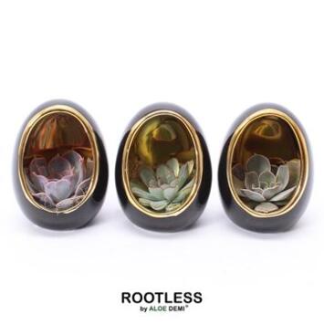 image SUCCULENTE OEUF CERAM