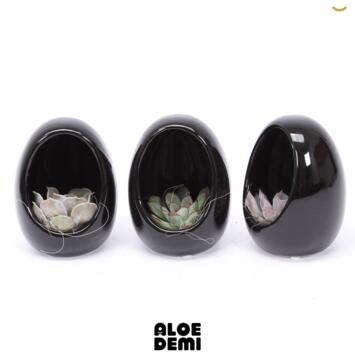 image SUCCULENTE OEUF CERAM