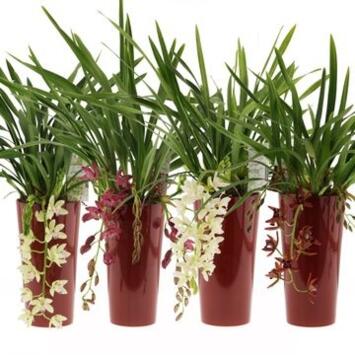 image CYMBIDIUM 5/7BR CASCADE CERAM