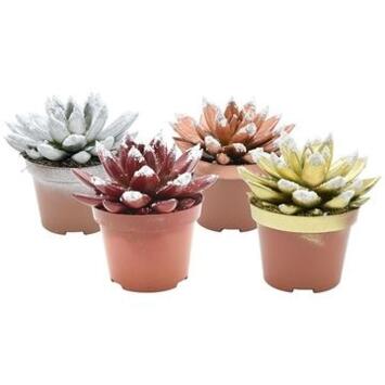 image ECHEVERIA TEINTE GIVRE VARIE