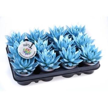 image ECHEVERIA TEINTE BLEU METAL