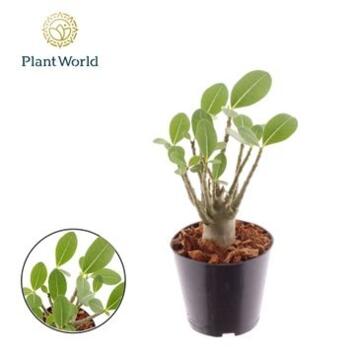 image ADENIUM OBESUM