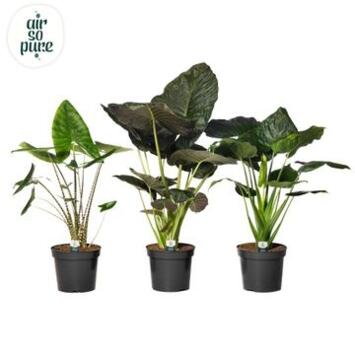 image ALOCASIA VARIE
