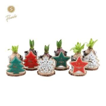 image JACINTHE VERRE X1 SUPPORT BOIS