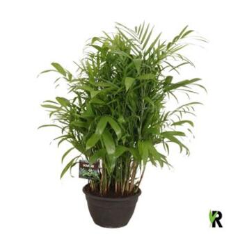image CHAMAEDOREA SEIFRIZII
