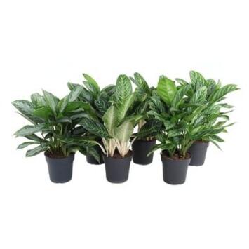 image AGLAONEMA VARIE