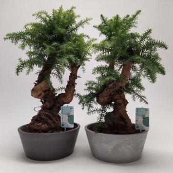 image BONSAI ARAUCARIA CERAM