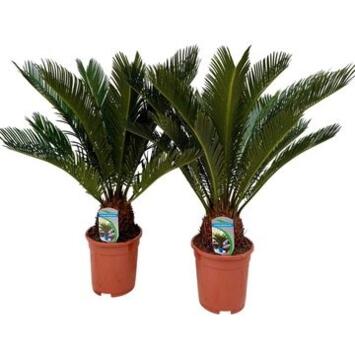 image CYCAS REVOLUTA