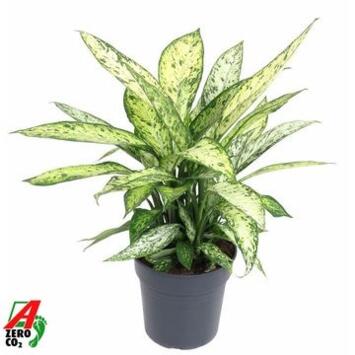 image DIEFFENBACHIA VESUVIUS