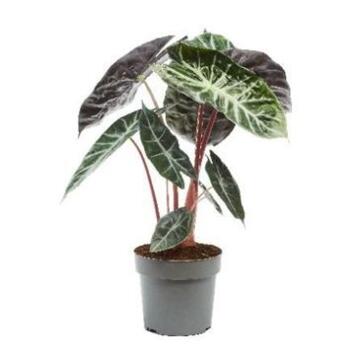 image ALOCASIA PLATINUM