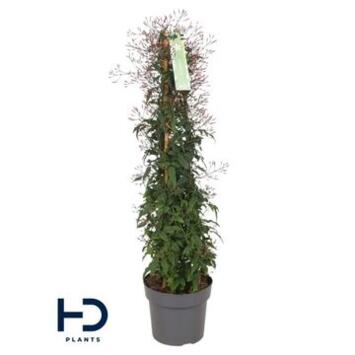 image JASMIN PYRAM ROSE