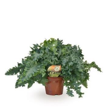 image PHLEBODIUM DAVANA