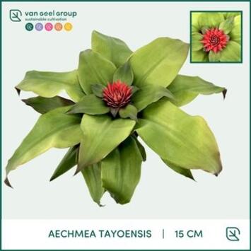 image BILBERGIA TAYOENSIS