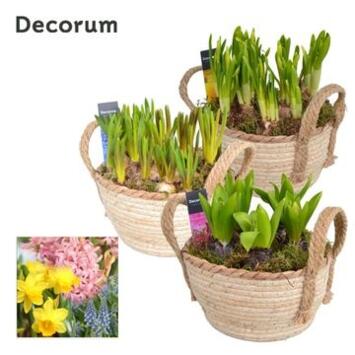 image BULBE VARIE VANNERIE