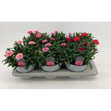 image OEILLET OSCAR VARIE