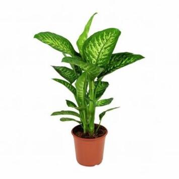 image DIEFFENBACHIA TROPIC SNOW