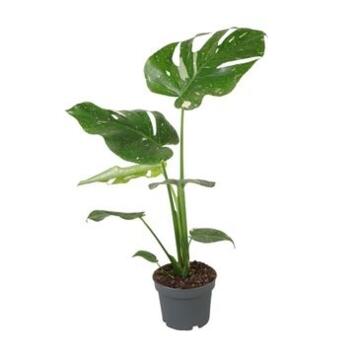 image PHILODENDRON MONSTERA THAI