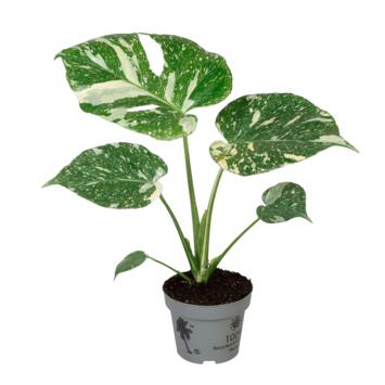 image PHILODENDRON MONSTERA THAI