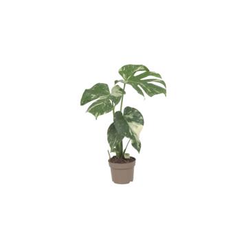 image PHILODENDRON MONSTERA THAI