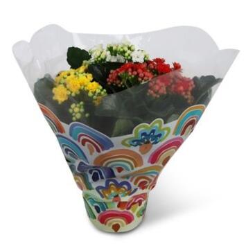 image KALANCHOE FL DBLE 3COULEURS