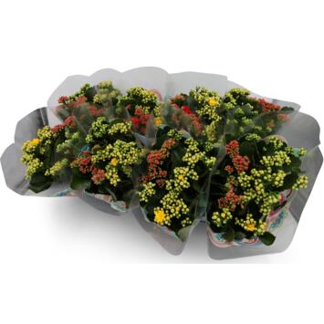 image KALANCHOE FL DBLE 3COULEURS