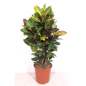 image CROTON PETRA RAMIFIE