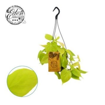 image PHILODENDRON MICANS