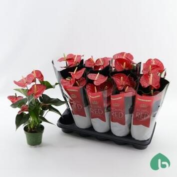 image ANTHURIUM ANDREANUM ROUGE QUERIDA