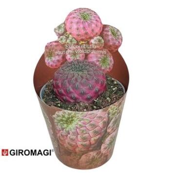 image CACTUS SULCOREBUTIA RAUSCHII