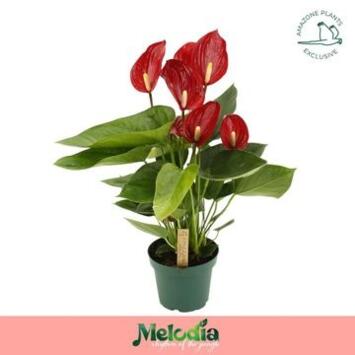 image ANTHURIUM ANDREANUM ROUGE