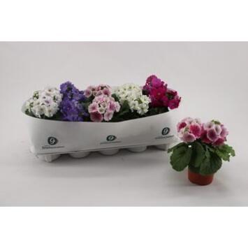 image PRIMEVERE OBCONICA SWEET KISSES