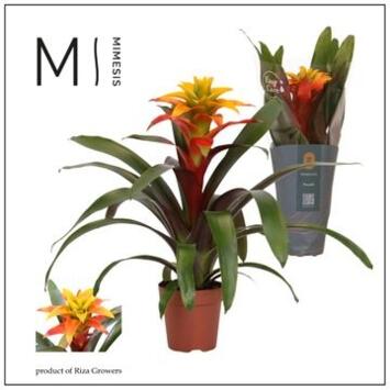 image GUZMANIA FIERO YELLOW