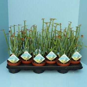 image EUPHORBIA PHOSPHOREA