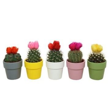 image CACTUS FL IMIT P TERRE COLORE