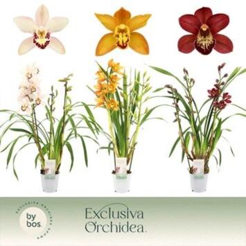 image CYMBIDIUM 3BR VARIE