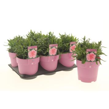 image OEILLET OSCAR PINK